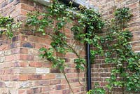 Rosa - Climbing Rose in the corner of a front garden, secured in place by steel wire