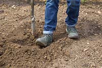 Heeling in Sorbus aucuparia 'Apricot Queen'