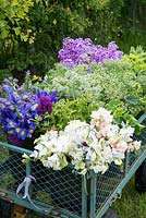 Harvested flowers in a trailer - Lathyrus odoratus - Sweet Pea, Iris, Ammi majus, Hesperis matronalis - Sweet Rocket and Euphorbia