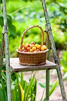 Harvest of mirabelle plums in a garden -France, summer