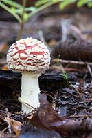 Amanita muscaria - Fly Agaric Mushroom