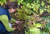 Cutting back Paeonia 'Wol's Red Seedling' to ground level