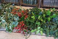 Ingredients for a traditional christmas wreath. Eucalyptus gunnii, Rosa 'Bonica' rose hips, Variegated Ivy, Ilex aquifolium, Cotoneaster lacteus and Pinus nobilis.