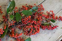 Cotoneaster lacteus berries