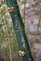 Bambusa vulgaris 'Wamin' - Dwarf Buddha's Belly Bamboo with Chinese script