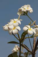 Plumeria alba - Frangipani