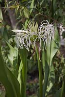 Crinum asiaticum - Asiatic Poison Bulb - Myanmar
