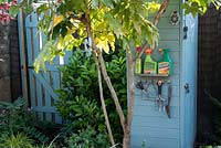 Blue painted shed with tools and insecticide sprays, garden gate and planting of Laurel and Fatsia japonica