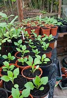Pots on heated greenhouse bench: Dahlias 'Sunny Reggae', various tomatoes