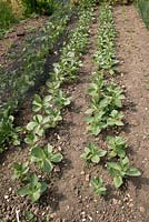 Double row of broad beans on vegetable plot, Broad Bean 'Red Epicure'