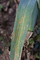 Leek 'Sultan F1', close up of rust damaged leaves