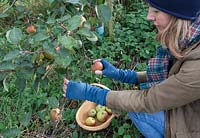 Picking apples in autumn, Apple 'Bramleys Seedling'