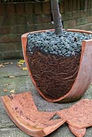 Pot bound bay tree, breaking out of pot, displays root system and stone topping