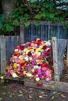 A colourful compost heap of Dahlia