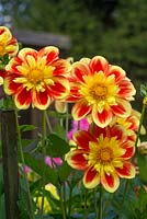 Dahlia 'Pooh'