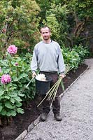 Gardener staking dahlias and dead heading in the walled garden of Ilnacullin - Garinish Island. Glengarriff, West Cork, Ireland. August