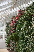 Camellia Japonica Elegans with topiary elephant - inside glasshouse, the conservatory, Chiswick House, London. February. 