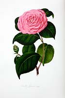 Detail from botanical book showing Camellia Japonica 'Middlemist'. Chiswick House, London. 