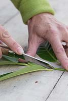 Remove all of the leaves apart from the top leaves which need to remain intact