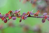 Berberis thunbergii f. atropurpurea 'Concorde'