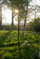 Late Spring sunlight rakes through the woodland garden lighting up the silver birch bark, Betula pendula
