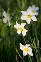  Narcissus 'Actaea' 