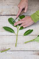 Slice the remaining leaves in half which will help promote root growth