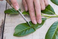 Slice the remaining leaves in half which will help promote root growth