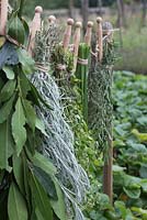 Bay, Curry Plant, Marjoram, Chive, Thyme and Rosemary herbs hanging up to dry