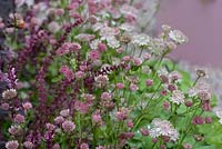 Astrantia 'Buckland' and Salvia sylvestris 'Rose Queen'. 