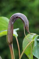 Arisaema costatum