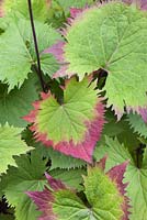 Ligularia stenocephala 'The Rocket' foliage - August