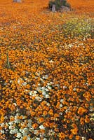 Wildflower meadow of Ursinia cakilefolia, Grielum humifisum and Felicia - Glossy-eyed Parachute Daisy - August, Namaqualand, South Africa