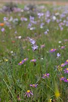 Meadow of Ixia rapunculoides and Senecio arenarias  - August, Hantam National Botanic Gardens, South Africa