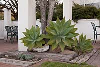 Agave attenuata around base of tree on terrace seating area with railway sleepers and boulders features - August, Naries Namakwa Retreat, Namaqualand, South Africa