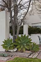 Agave attenuata around base of tree on terrace seating area with railway sleepers and boulders features - August, Naries Namakwa Retreat, Namaqualand, South Africa