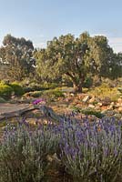 Lavandula angustifolia with garden view beyond of rock edged beds and trees -  Namaqualand daisy - August, Naries Namakwa Retreat, Namaqualand, South Africa