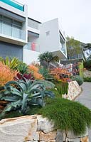 Modern glass and concrete house with a raised garden made from semi-dressed sandstone blocks with a colourful mixed planting of succulents and bromeliads featuring a prostrate form of Casuarina glauca, 'Cousin It', spilling over the edge of the retaining wall.
