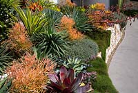 A raised sandstone retaining wall features colourful mixed plantings of succulents and bromeliads, including an alcantarea. Euphorbia tirucalli 'Firesticks' and Oscularia deltoides also seen. Casuarina glauca 'Cousin It' trails over the edge