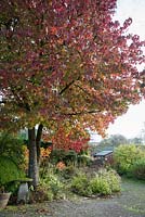 Liquidambar styraciflua 'Worplesdon' was the first tree that Kenneth and Gudrun Potts planted when they moved to Chiffchaffs.