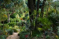 The Mediterranean Bank with Cordyline 'Torbay Dazzler', eucalyptus, palms, succulents and other plants enjoying a dry, sunny, well drained slope at Abbotsbury Subtropical Garden