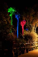 Tall Chusan palms, Trachycarpus fortunei, lit with green, blue and red lights at Abbotsbury Subtropical Gardens in October