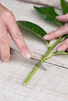 Use a sharp knife to cut 1cm above the lowest leaf node and remove the bottom of the cutting