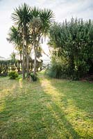 Tall cabbage palms, Cordyline australis, and cortaderia, pampas grass, frame a gate opening into the adjoining field, with silhouette of St Michael's Mount in the distance.