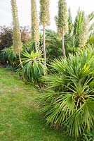 Border full of bold, architectural plants including Echium pininana, trachycarpus, date palms and dark leaved elder.