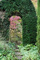 A yew archway frames a gate that leads from the cottage into the woodland garden where a liquidambar turns to a kaleidoscope of colour.