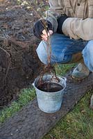 Soaking a bare root Cotoneaster frachetii in water containing Mycorrhizal fungi solution