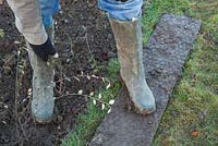 A man heeling in bare root Cotoneaster frachetii