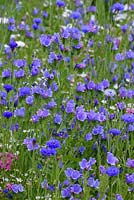 Wild flower meadow with Echium 'Dwarf Blue Bedder' - Viper's Bugloss, Silene armeria - catch Fly and corn flower

