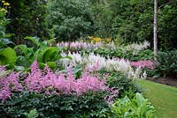Astilbe 'Bressingham Beauty' and 'Diamant' in damp woodland garden
